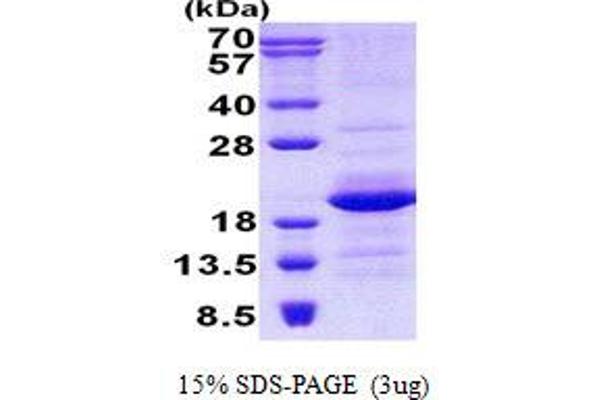 GEMIN6 Protein (His tag)