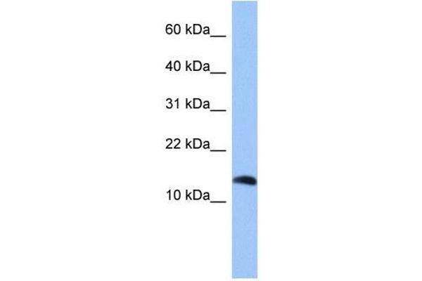 Parathyroid Hormone 2 (PTH2) (Middle Region) antibody