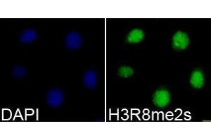 Immunofluorescence (IF) image for anti-Histone 3 (H3) (H3R8me2s) antibody (ABIN1873010) (Histone 3 antibody  (H3R8me2s))