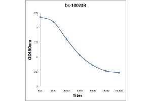 Antigen: 0. (STAT4 antibody)