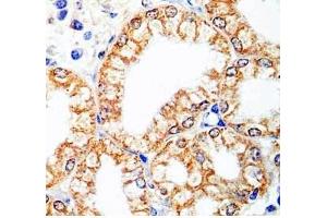 Human stomach tissue was stained by Rabbit Anti-Spexin (H) antibody (Spexin antibody)