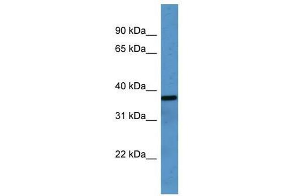 OR2H1 antibody  (C-Term)