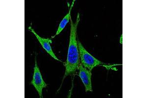 Immunofluorescence (IF) image for anti-Mitogen-Activated Protein Kinase 3 (MAPK3) antibody (ABIN969277)