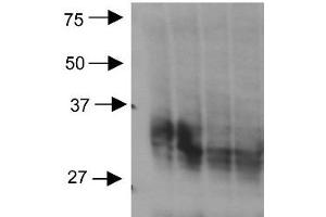 Aquaporin 3 Western Blot. (AQP3 antibody  (C-Term))