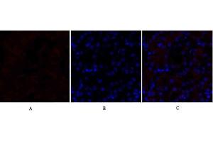 Immunofluorescence analysis of mouse kidney tissue. (Lamin B1 antibody  (N-Term))