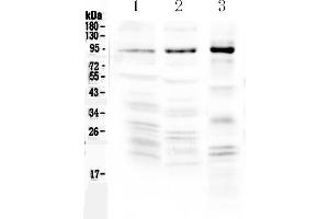 Western blot analysis of NPAS2 using anti-NPAS2 antibody . (NPAS2 antibody  (AA 474-578))