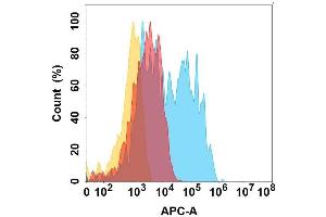 protein is highly expressed on the surface of Expi293 cell membrane. (CCR6 antibody)