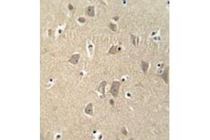 Immunohistochemistry analysis in formalin fixed and paraffin embedded human brain tissue reacted with KIAA1680 Antibody (C-term) followed which was peroxidase conjugated to the secondary antibody and followed by DAB staining. (MGC48628 (AA 787-816), (C-Term) antibody)