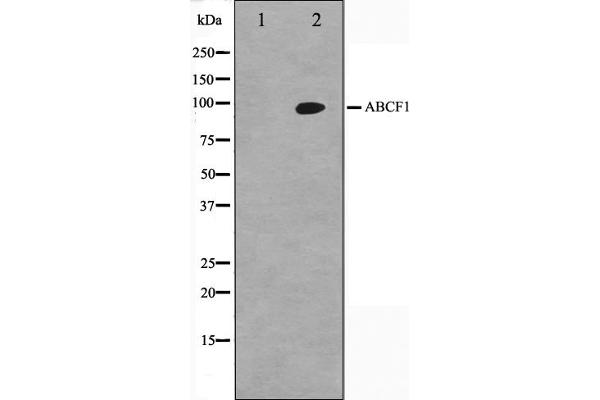 ABCF1 antibody  (C-Term)