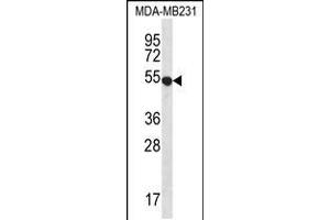 Western blot analysis in MDA-MB231 cell line lysates (35ug/lane). (GPR34 antibody  (AA 232-261))