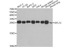 Western blot analysis of extracts of various cell lines, using RPL13 antibody. (RPL13 antibody  (AA 1-211))