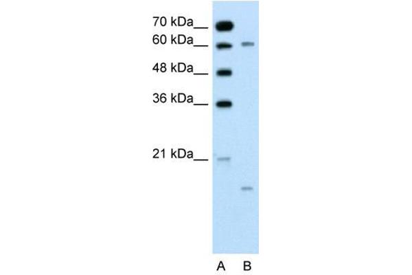 CYP4A22 antibody  (N-Term)