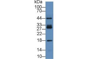 Western blot analysis of Human HeLa cell lysate, using Mouse ICAM2 Antibody (2 µg/ml) and HRP-conjugated Goat Anti-Rabbit antibody ( (ICAM2 antibody  (AA 27-248))