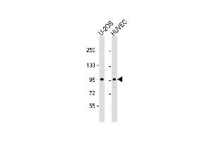 Western Blot at 1:2000 dilution Lane 1: U-2OS whole cell lysate Lane 2: HUVEC whole cell lysate Lysates/proteins at 20 ug per lane. (GIT1 antibody  (AA 485-512))