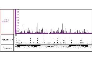 ETS-1 antibody (pAb) tested by ChIP-Seq. (ETS1 antibody  (C-Term))