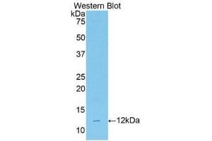 Western Blotting (WB) image for anti-Ghrelin (GHRL) (AA 25-117) antibody (ABIN1859007) (Ghrelin antibody  (AA 25-117))