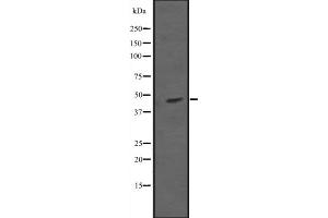 Western blot analysis of MAP2K7 expression in Hela cell lysate,The lane on the left is treated with the antigen-specific peptide. (MAP2K7 antibody  (Internal Region))