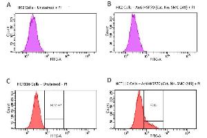 Fluorescence-activated cell sorting analysis using Mouse Anti-HSP70 Monoclonal Antibody, Clone 1H11: FITC conjugate . (HSP70 antibody  (HRP))