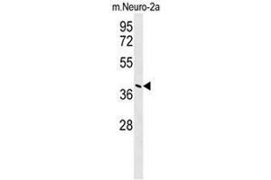 CASC4 Antibody (C-term) western blot analysis in mouse Neuro-2a cell line lysates (35µg/lane). (CASC4 antibody  (C-Term))