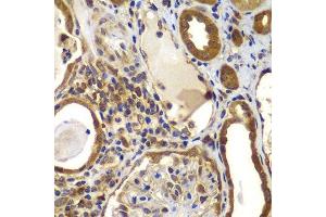 Immunohistochemistry of paraffin-embedded human kidney using NME2 antibody. (NME2 antibody  (AA 1-152))