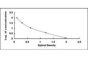 ELISA image for IgG ELISA Kit (ABIN431333) (IgG ELISA Kit)