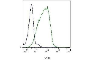 Mouse kidney cells probed with Rabbit Anti-EphB6 Polyclonal Antibody . (EPH Receptor B6 antibody  (AA 551-650))