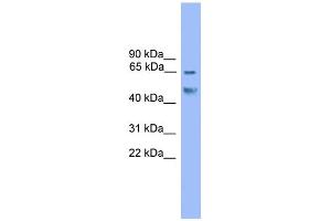 WB Suggested Anti-Runx2 Antibody Titration:  0. (RUNX2 antibody  (C-Term))