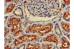 Immunohistochemistry of paraffin-embedded human kidney tissue using ABIN7144005 at dilution of 1:100 (CD13 antibody  (AA 34-219))