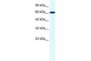 Western Blotting (WB) image for anti-Zinc Finger Protein 266 (ZNF266) antibody (ABIN2461219) (ZNF266 antibody)