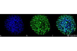 Immunocytochemistry/Immunofluorescence analysis using Mouse Anti-CENP-A Monoclonal Antibody, Clone 5A7-2E11 . (CENPA antibody  (APC))