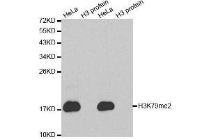 Western blot analysis of extracts of various cell lines, using DiMethyl-Histone H3-K79 antibody. (Histone 3 antibody  (H3K9me2))