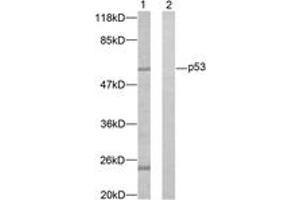 Western blot analysis of extracts from K562 cells, using p53 (Ab-37) Antibody. (p53 antibody  (AA 11-60))