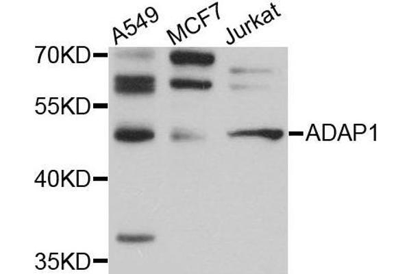 ADAP1 antibody  (AA 1-374)