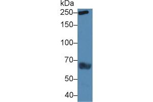 TLN1 antibody  (AA 975-1181)