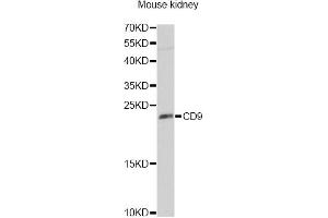 Western blot analysis of extracts of mouse kidney, using CD9 Antibody (ABIN1871662) at 1:1000 dilution. (CD9 antibody)