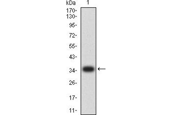 Cyclin D1 antibody  (AA 1-295)