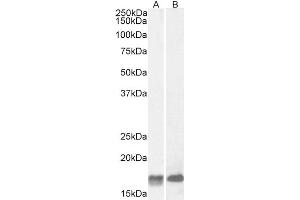 Western Blot (2μg/ml) staining of Mouse (A) and Rat (B) Brain lysate (35μg protein in RIPA buffer). (GAL antibody  (Internal Region))