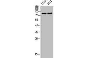 Western blot analysis of K562 293T lysis using Phospho-Raf-B (S446) antibody. (BRAF antibody  (pSer446))