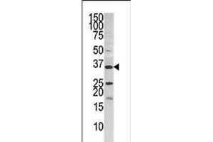 Western blot analysis of anti-PANK3 in HepG2 cell line lysate (35ug/lane). (PANK3 antibody  (AA 150-181))