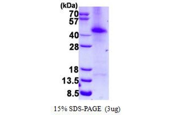 GTF2F2 Protein (His tag)