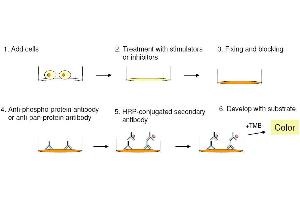 Image no. 5 for Epidermal Growth Factor Receptor (EGFR) ELISA Kit (ABIN1981829)