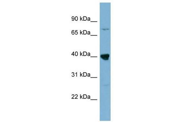 WDR55 antibody  (Middle Region)