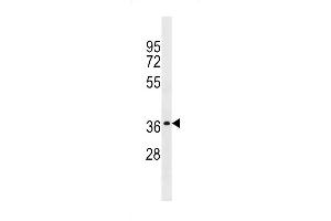 Western blot analysis in A549 cell line lysates (35ug/lane). (OR2W1 antibody  (C-Term))