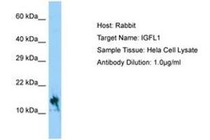 Image no. 1 for anti-IGF-Like Family Member 1 (IGFL1) (C-Term) antibody (ABIN6749886) (IGFL1 antibody  (C-Term))