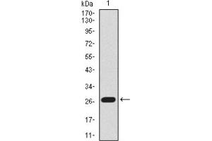 Western Blotting (WB) image for anti-BPI Fold Containing Family B, Member 1 (BPIFB1) (AA 248-475) antibody (ABIN1844649) (BPIFB1 antibody  (AA 248-475))