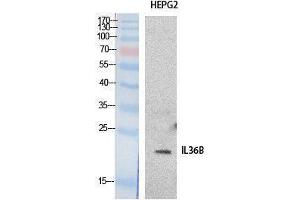 Western Blotting (WB) image for anti-Interleukin 1 eta (FIL1h) (Internal Region) antibody (ABIN3181056) (FIL1h antibody  (Internal Region))