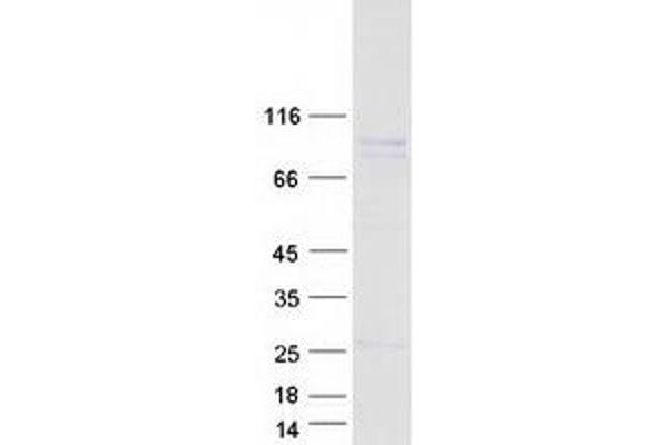 KIF9 Protein (Transcript Variant 4) (Myc-DYKDDDDK Tag)