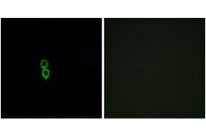 Immunofluorescence (IF) image for anti-Olfactory Receptor, Family 5, Subfamily W, Member 2 (OR5W2) (AA 158-207) antibody (ABIN2891038) (OR5W2 antibody  (AA 158-207))