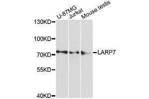 Western blot analysis of extracts of various cell lines, using LARP7 antibody. (LARP7 antibody)