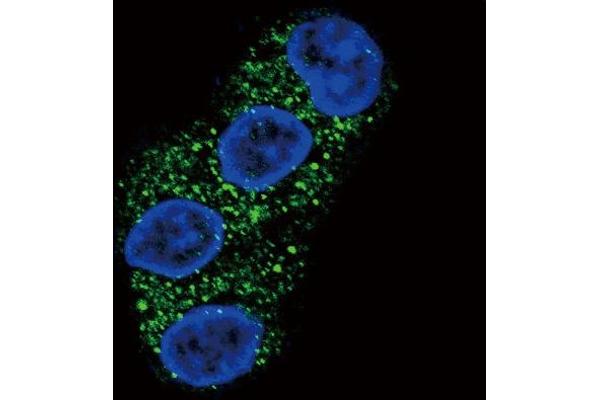 ABCG2 antibody  (Center)